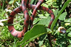 Siphlophis compressus