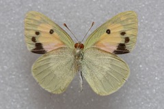 Colotis phisadia