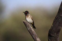 Pycnonotus nigricans