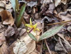 Erythronium