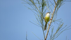 Prinia flaviventris