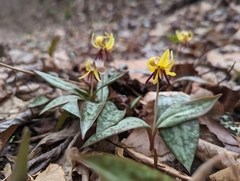 Erythronium