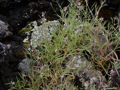 Polygonum douglasii