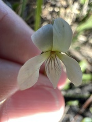 Viola vittata