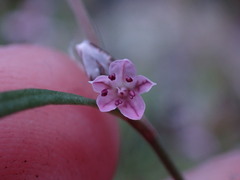Polygonum douglasii