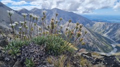Celmisia angustifolia