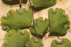 Adiantum aethiopicum