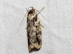 Barea atmophora
