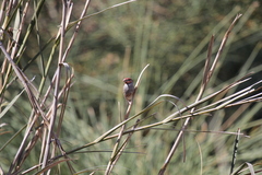 Amadina erythrocephala