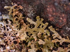 Physconia perisidiosa