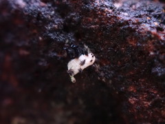 Physconia perisidiosa