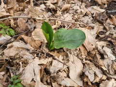 Arum cylindraceum
