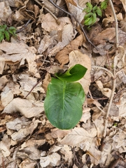 Arum cylindraceum