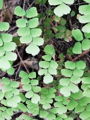 Adiantum amplum