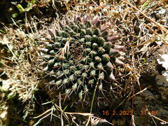 Mammillaria uncinata
