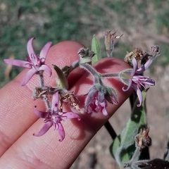 Oxypetalum solanoides