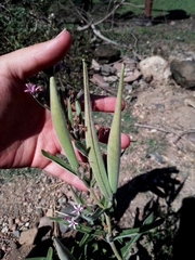 Oxypetalum solanoides