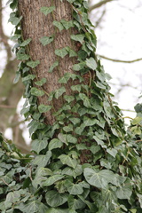 Hedera helix