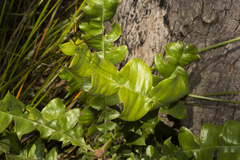 Banksia grandis