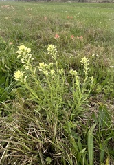 Castilleja indivisa