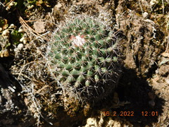 Coryphantha clavata