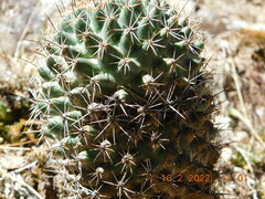 Coryphantha clavata