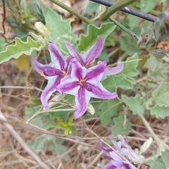 Solanum houstonii