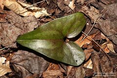 Hexastylis arifolia