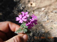 Glandularia canadensis