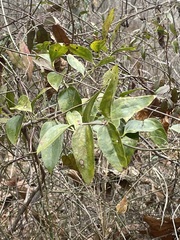 Smilax smallii