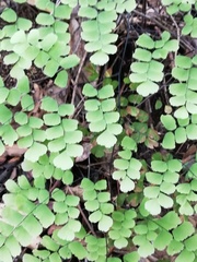 Adiantum amplum
