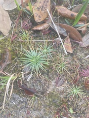 Syngonanthus flavidulus