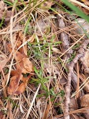 Galium uniflorum
