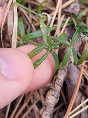 Galium uniflorum