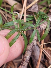 Galium uniflorum