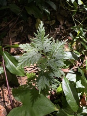Selaginella plana