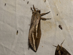 Abantiades labyrinthicus