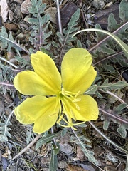 Oenothera primiveris