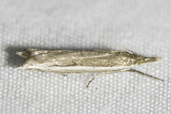 Raphiptera argillaceellus