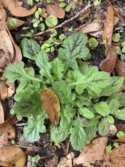 Salvia lyrata