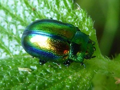 Chrysolina fastuosa