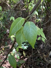 Stigmaphyllon puberum