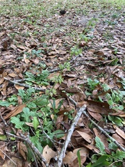 Salvia lyrata