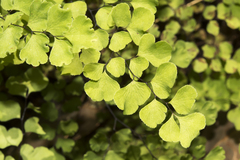 Adiantum aethiopicum