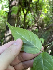 Stigmaphyllon puberum