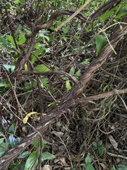 Stigmaphyllon puberum