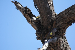 Poicephalus rueppellii