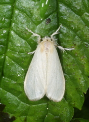 Euproctis sericea