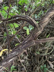 Stigmaphyllon puberum