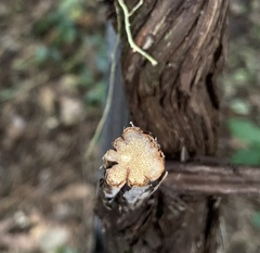 Stigmaphyllon puberum